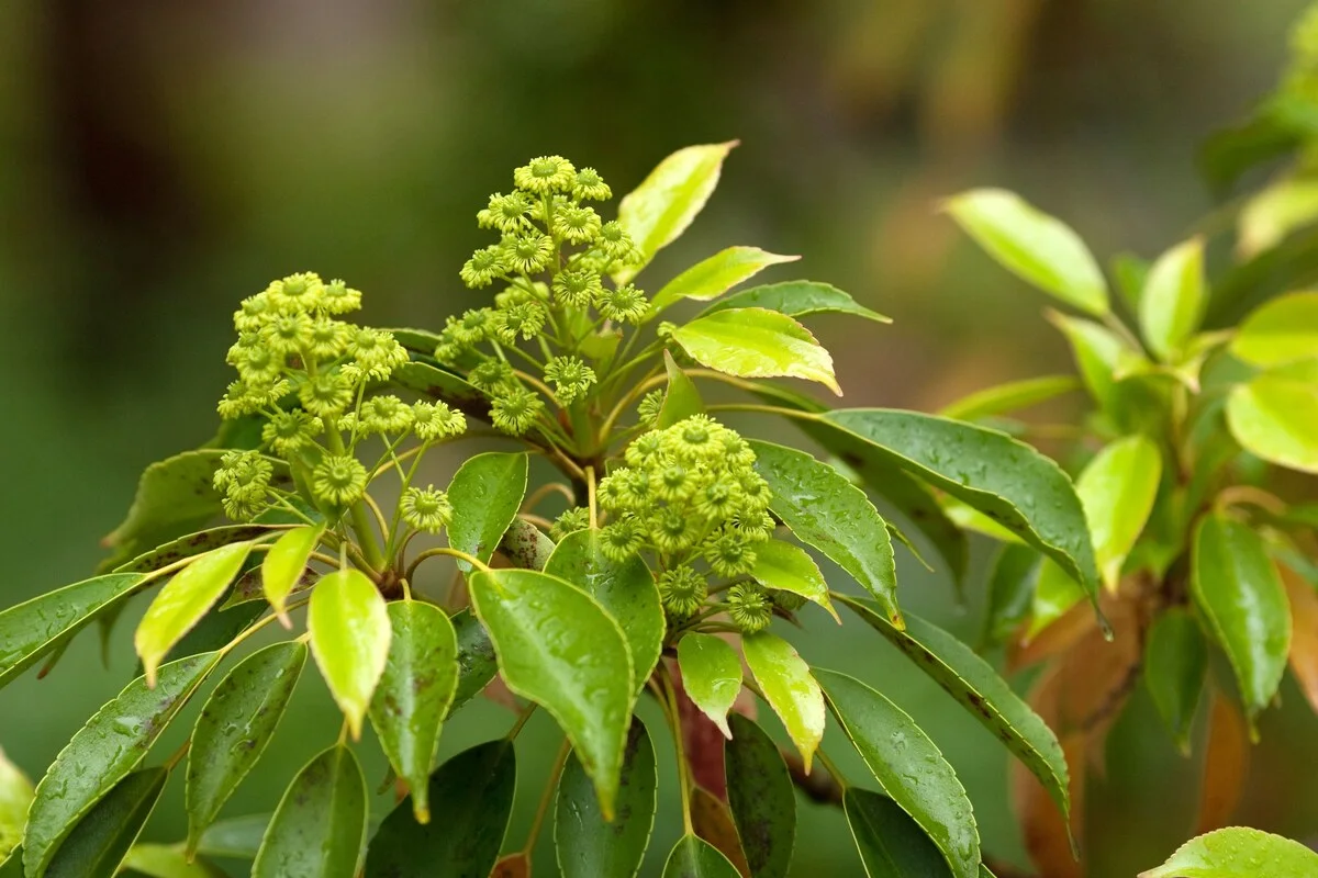Muira Puama extract