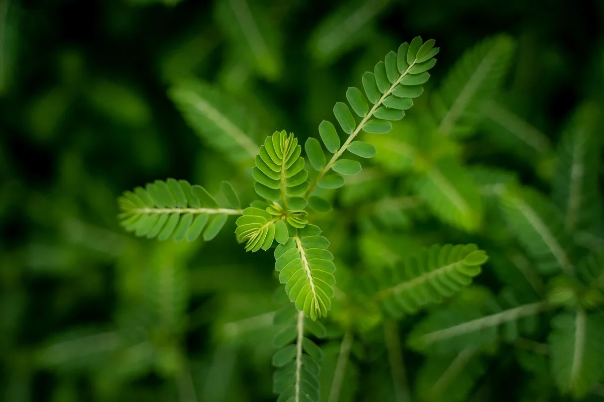 Tribulus Terrestris extract